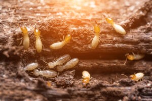 Close Up Termites Or White Ants
